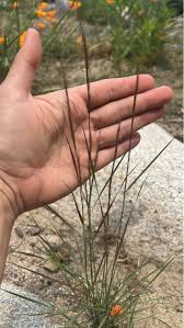 Image result for Diheteropogon amplectens