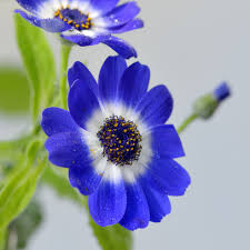 Image result for Cineraria