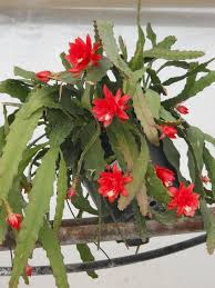 How long do cactus flowers last? Our Orchid Cactus Is Blooming Again Love The Bright Red Color And Large Blooms 3 31 12 Orchid Cactus Large Cactus Plant Blooming Orchid