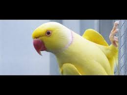 Peacock, turkey, finch, diamond dove, lovebirds, grey parrot, macaw, cockatoo, amazon, alexandrine. Indian Ringneck Ready To Breed 03459442750 Zain Ali Farming In Pakistan Youtube