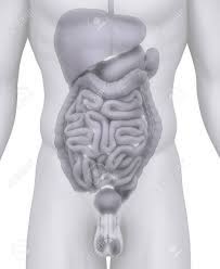 A good amount of area is covered by the abdominal wall. Male Abdominal Organs Anatomy Illustration On White Stock Photo Picture And Royalty Free Image Image 10611423