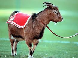 Alles, was einen fan bewegt! 1 Fc Koln