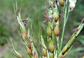 Image result for Sorghum × drummondii