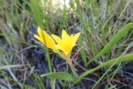Image result for Cyrtanthus breviflorus