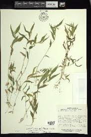 Image result for Oplismenus burmannii