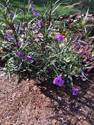 Mexican Petunia Ruellia Brittoniana Mexican Petunia Is A Tough Perennial Which Does Well In Nearly Full Shade To Full Sun Ther Petunias Perennials Plants