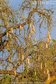 Image result for Kigelia africana