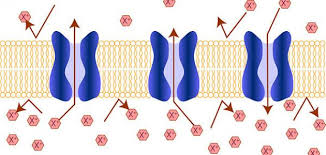 ما هو النقل النشط موضوع