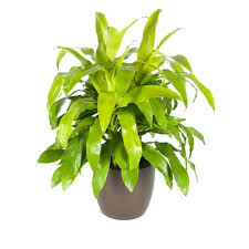 Image result for Dracaena laxissima