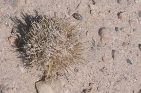 Image result for Stipagrostis