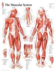 Related posts of human muscle anatomy chart. Pin By Gejees On Menselijke Anatomie In 2021 Female Anatomy Reference Human Anatomy Female Human Body Anatomy