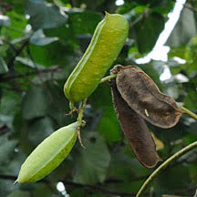 Image result for Canavalia cathartica