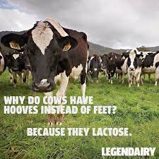 18 Punny Jokes That Are So Bad They Re Funny Punny Jokes Funny Puns Cheesy Jokes