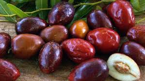 Maybe you would like to learn more about one of these? I Zinzi Le Giuggiole Foodmission Jujule Di Calabria