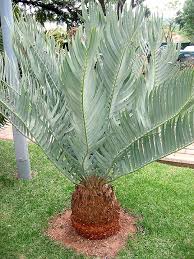 Image result for Encephalartos ngoyanus