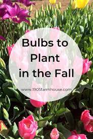 What Type Of Flower Bulbs To Plant In The Fall Fall Plants Plant Flower Bulbs Plants