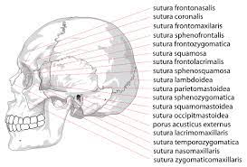 The sinuses are hollow spaces in the skull and the face bones around your nose. The Skull Boundless Anatomy And Physiology