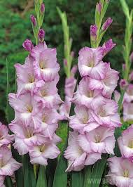 Image result for Gladiolus magnificus