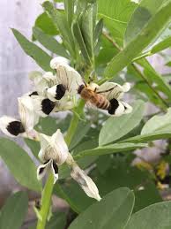 Image result for Vicia faba