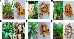 Causes of low platelet count vary and so do treatments. Frontiers Immunomodulatory Effects And Mechanisms Of Curcuma Species And Their Bioactive Compounds A Review Pharmacology