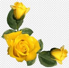 Garden with roses and lavender. Yellow Roses Png Images Pngwing