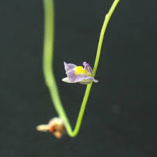 Image result for Utricularia welwitschii