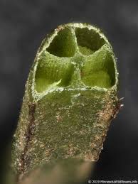 Image result for Isoetes schweinfurthii