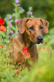 Find this pin and more on pets by kayla. Rhodesian Ridgeback Mix Photos Thriftyfun