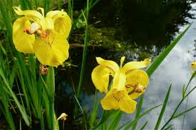 Image result for Iris pseudacorus