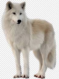 Try to search more transparent images related to wolves png |. Wolf Canadian Eskimo Dog Wolves Png Download 567x763 311656 Png Image Pngjoy