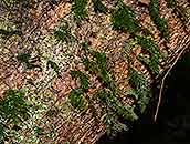 Image result for Crepidomanes inopinatum