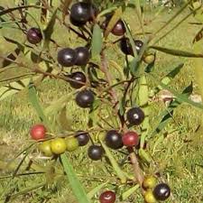 Image result for Euclea crispa