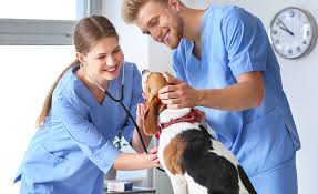 Veterinary assistant job description veterinary assistants have a broad range of responsibilities and will typically divide their time between assisting the receptionists, helping doctors with physical examinations, dispensing medications, and helping veterinary technicians position patients for and process radiographs, Online Veterinary Assistant From University Of New Hampshire