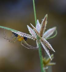 Image result for Pycreus flavidus