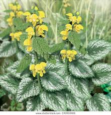 Image result for Lamium galeobdolon