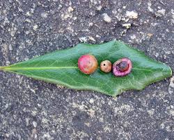 Image result for Euclea undulata