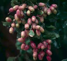 Image result for Cryptocarya