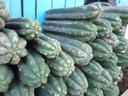 It very clearly depicts a huachuma shaman holding a tall san pedro cactus. San Pedro Mescaline Extraction C11h17no3 Cactus H2o Vinegar Lime Xylene Hlc Steemit