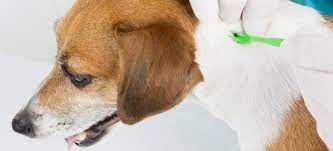 How To Remove Ticks From Dogs Ears My Pet And I
