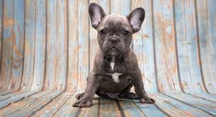 Read all about frenchies on our blog: Blue French Bulldog What You Should Know About This Unusual Coat Color