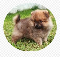 Sahibine sadık olması ile bilinirler. Pomeranian Puppies Chow Chow Png Pomeranian Png Free Transparent Png Images Pngaaa Com