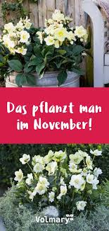 Volmary Pflanzen Online Kaufen Im Volmary Online Shop Pflanzen Garten Pflanzen Pflanzideen