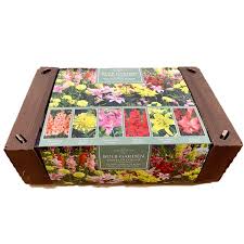 Average planting times for spring bulbs bulbs can be planted in layers by digging up an entire area down to the proper depth, placing the bulbs and covering; 25 X Garden Bulbs In Tray Flowers Plants Dahlia Lilium Gladioli Collection Spring Summer Flowering Bulbs Plant With Snowdrops Bulbs For Gardens Plant Now Free P P Buy