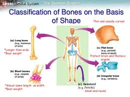 skeleton muscles and movement mine