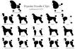 Poodle Dog Breed Information - American Kennel Club