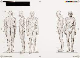 resultado de imagem para corpo masculino referencia tipos de corpo tipos de corpo masculino producao de arte