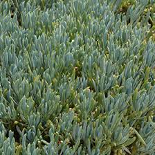 Image result for tbn:HNtrRnQBmFuaxM::www.bluechopsticks.com/img_large/800CC_0805S1015.jpg