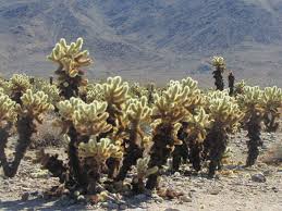 As i leaned closer to take a picture, one of the cacti got the best of my hand. National Park Gardens Garden Destinations Magazine