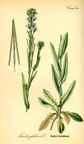 Image result for Turritis glabra