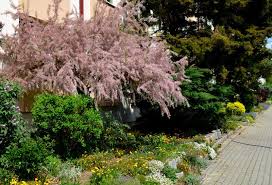 Image result for Tamarix pentandra